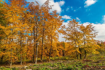 Image showing Autumn forest panorama