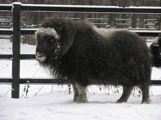 Image showing Musk-ox