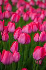 Image showing Multicolored flower  tulip field in Holland