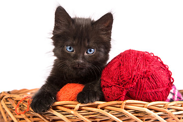 Image showing Black kitten playing with a red ball of yarn on white background