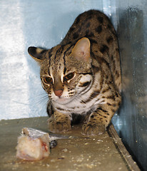 Image showing Ocelot, cat tiger