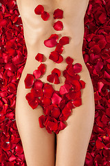 Image showing Part of the naked beautiful suntanned female body in petals of s