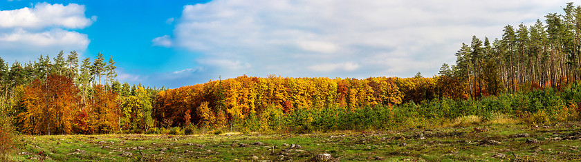 Image showing Autumn forest panorama