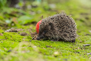 Image showing Wild Hedgehog is looking for a food