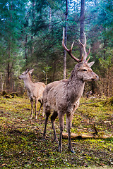 Image showing Deer in summer forest