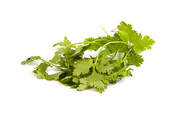 Image showing Parsley tied in a bunch with twine isolated