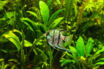 Image showing Freshwater aquarium with fish pterophyllum scalare