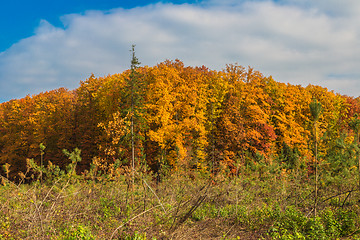 Image showing Autumn forest panorama