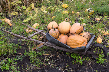 Image showing Pumpkins in pumpkin patch waiting to be sold