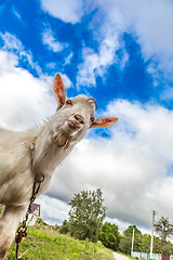 Image showing Portrait of a goat eating a grass on a green meadow