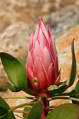 Image showing Protea Pink