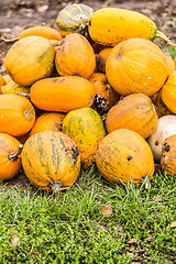 Image showing Pumpkins in pumpkin patch waiting to be sold