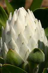 Image showing White Protea Cynaroids - bud