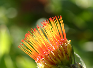 Image showing Pincushion Protea