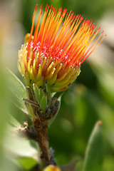 Image showing Pincushion Protea - Leucospermum