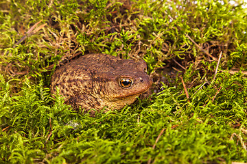 Image showing Toad is sitting on moss