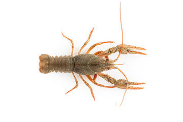 Image showing River raw crayfish