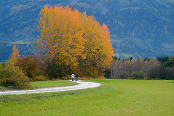 Image showing tree in autumn