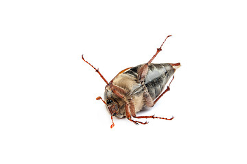 Image showing May bug macro isolated on white.