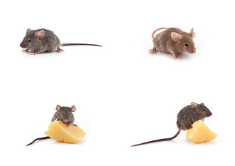 Image showing Set of mice, Mouse and cheese on white