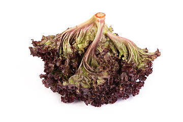 Image showing Fresh red Lettuce isolated on white