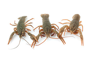 Image showing River raw crayfishes