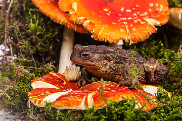 Image showing Toad is sitting on amanita