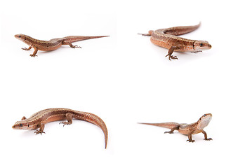 Image showing Set of small lizards on white