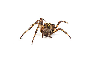 Image showing Spider