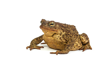 Image showing Forest toad. Green frog