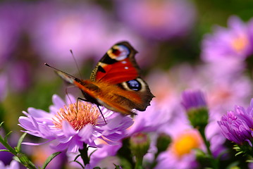 Image showing butterfly