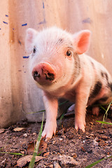 Image showing Close-up of a cute muddy piglet running around outdoors on the f