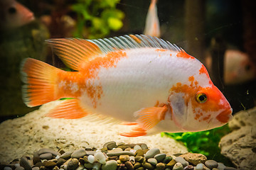 Image showing Ttropical freshwater aquarium with fishes