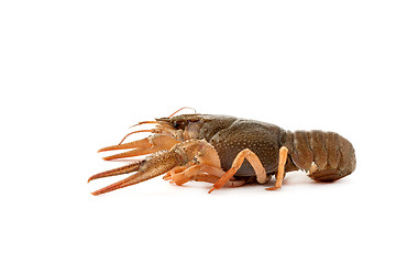 Image showing River raw crayfish