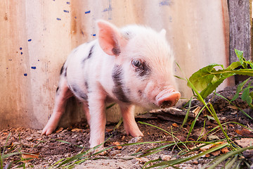 Image showing Close-up of a cute muddy piglet running around outdoors on the f