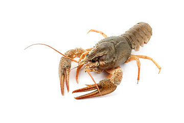 Image showing River raw crayfish