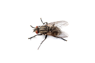 Image showing Fly isolated on white. Macro shot of a housefly,