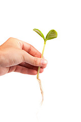 Image showing Male hand hold a small sprout and an earth handful