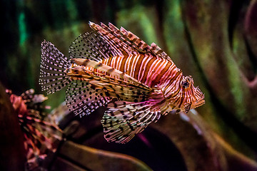 Image showing Close up view of a venomous Red lionfish