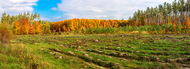 Image showing Autumn forest panorama