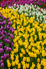 Image showing Multicolored flower  tulip field in Holland