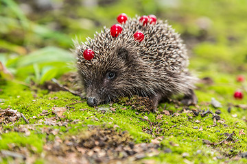 Image showing Wild Hedgehog is looking for a food