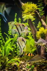 Image showing Freshwater aquarium with fish pterophyllum scalare