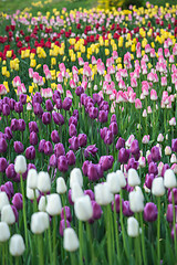 Image showing Multicolored flower  tulip field in Holland