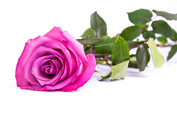 Image showing One fresh pink rose  over white background