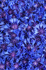 Image showing Beautiful spring flowers blue cornflower on background. Blue flo