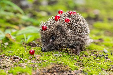 Image showing Wild Hedgehog is looking for a food