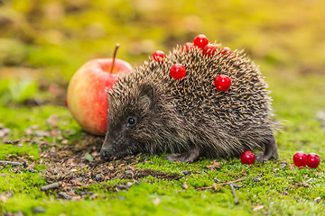 Image showing Wild Hedgehog is looking for a food