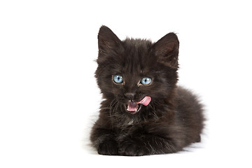 Image showing Cute black kitten on  a white background