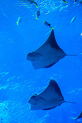 Image showing Stingray fish. Aquarium tropical fish on a coral reef